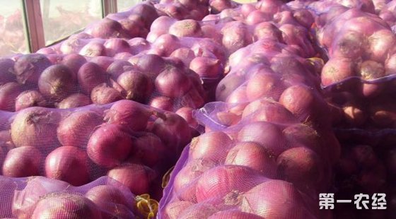 洋葱出口